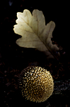 BB 10 0139 / Lycoperdon echinatum / Piggsvinrøyksopp <br /> Quercus robur / Sommereik